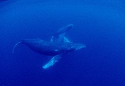 Matting dance of Umpack Whales; Mayotte, Indien Ocean; Ta... by Jean-claude Zaveroni 